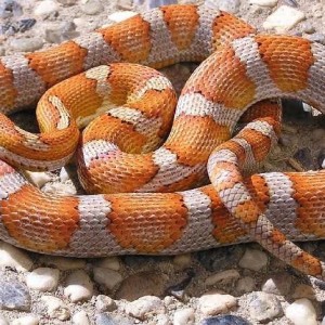 6 milksnake