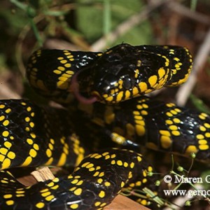 Boiga dendrophila levitoni