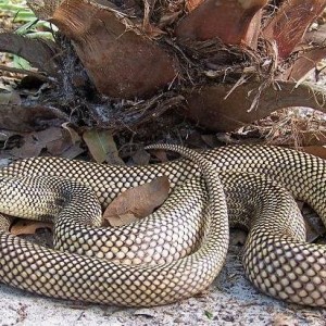 apalachicola king adulto