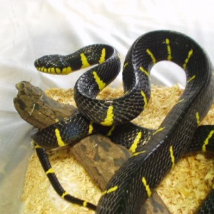 Boiga dendrophila melanota