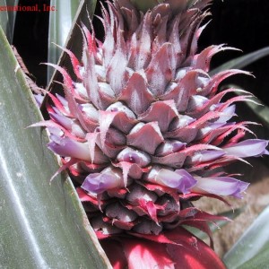 Piña como método de control de la temperatura