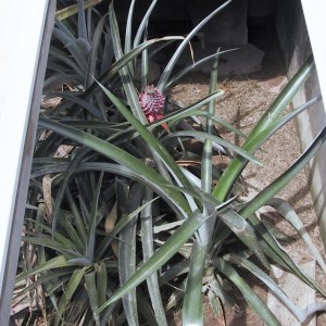 Piña como método de control de la temperatura