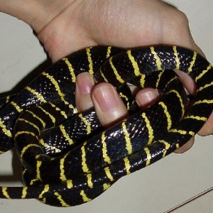 Boiga dendrophila multicincta