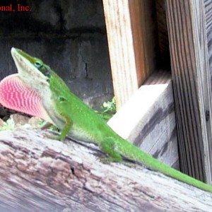 Anolis