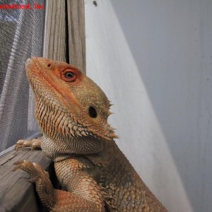 Pogona vitticeps