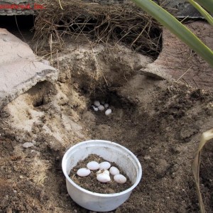 Huevos Timon lepidus