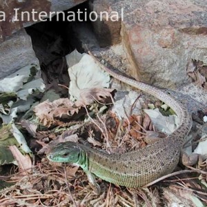 Lacerta strigata