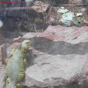 Uromastyx acanthinurus