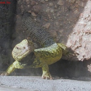 Uromastyx acanthinurus