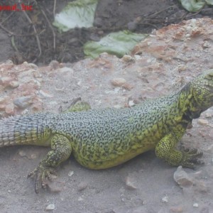 Uromastyx acanthinurus