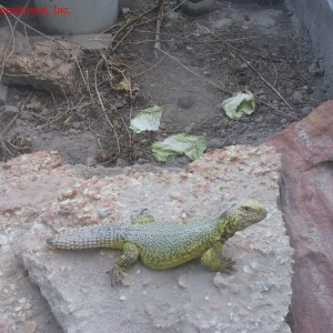 Uromastyx acanthinurus
