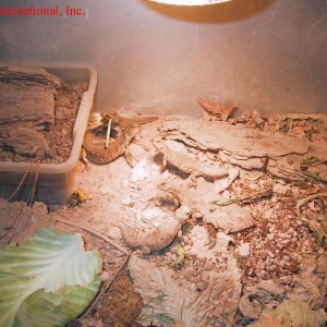 Uromastyx acanthinurus