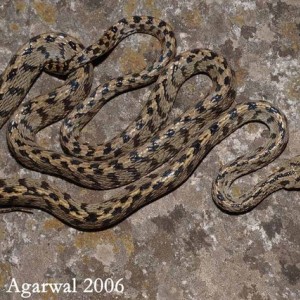 Boiga multifasciata