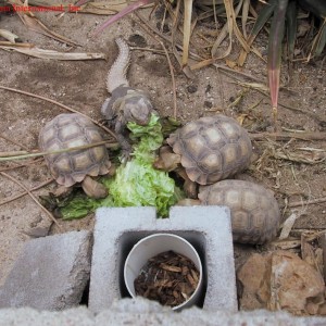 Uromastyx acanthinurus