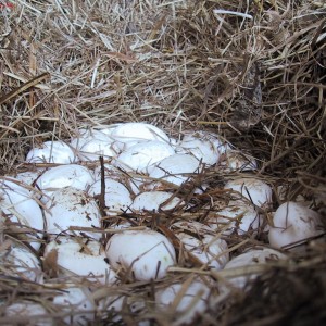 Tupinambis merianae - Huevos