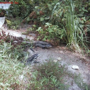 Tupinambis merianae - Terrarios