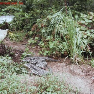 Terrarios - Tupinambis merianae