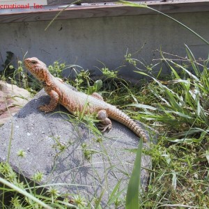 Uromastyx acanthinurus
