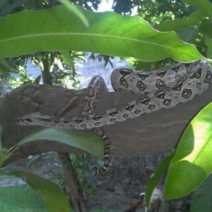 Que Especie Es Mi Boa?'