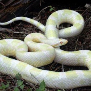 greeen blotched snowjpg