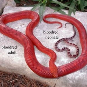 Blood Red Corn Snake