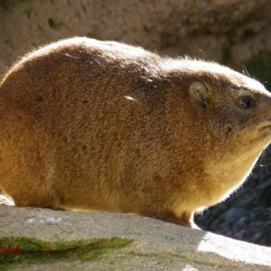 Daman de roca del Cabo