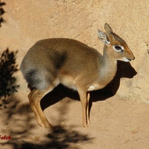 Dik dik