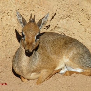 Dik dik
