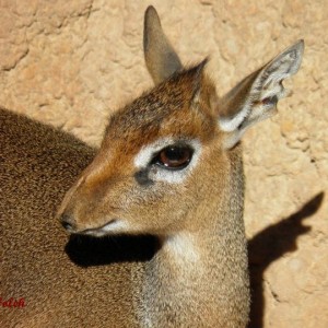 Dik dik