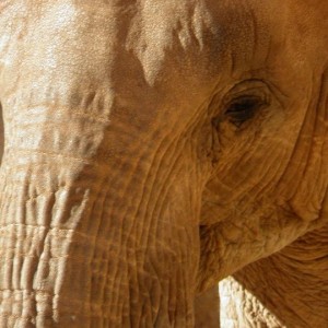 Elefante africano