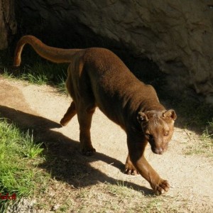 Fosa