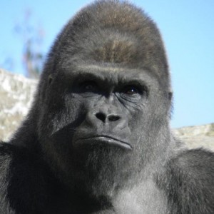 Gorila macho