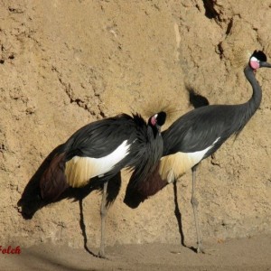 Grulla coronada de cuello negro