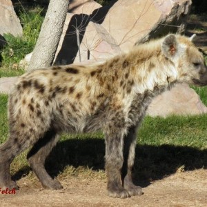 Hiena moteada