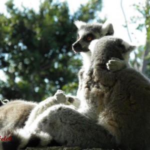 lemur de cola anillada