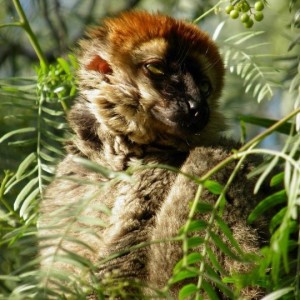 Lemur de frente roja