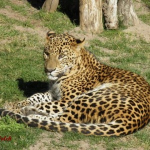 Leopardo