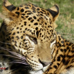 Leopardo