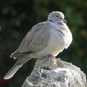Tortola turca (Streptopelia decaocto)