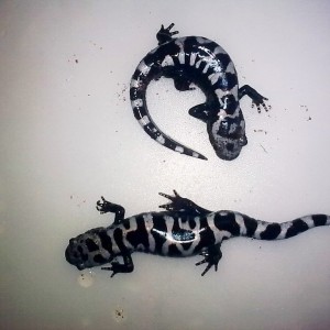 ambystoma opacum