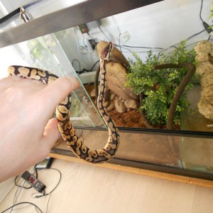 Piton Regius Fase Pastel