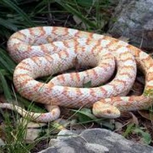 frosted corn snake 3