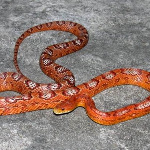 frosted corn snake