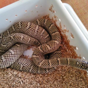 Brooksi white chek hembra