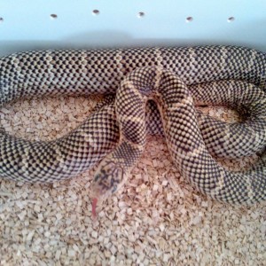 brooksi white chek macho