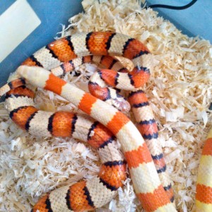 Ruthveni+thayeri milk