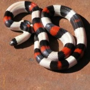 cammpbelli sock head pueblan male