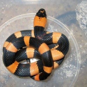 campbelli 'halloween' 2