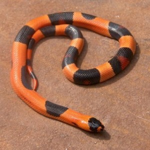 campbelli 'halloween' 3