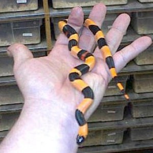 campbelli 'halloween'